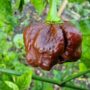 Moruga Scorpion Chocolate