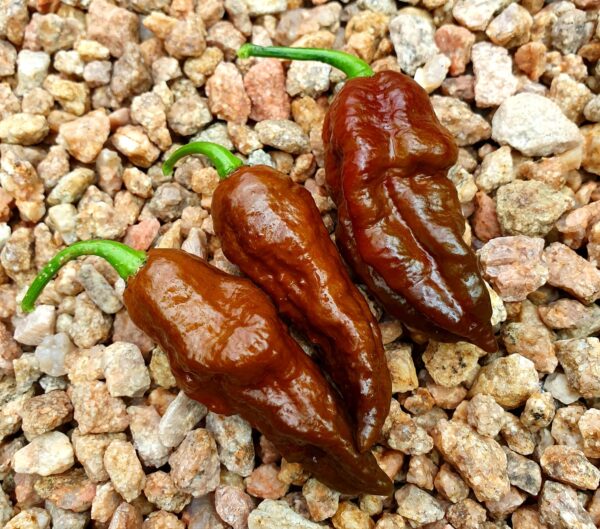 Chocolate Ghost Pepper