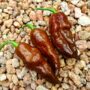 Chocolate Ghost Pepper
