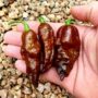 Chocolate Ghost Pepper