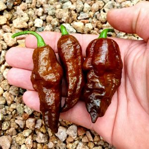 Chocolate Ghost Pepper