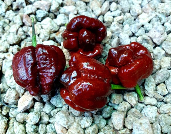 Moruga Scorpion Chocolate