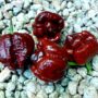 Moruga Scorpion Chocolate