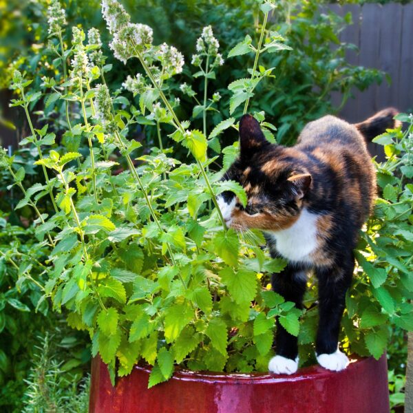 Catnip (20 seeds)