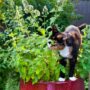 Catnip (20 seeds)