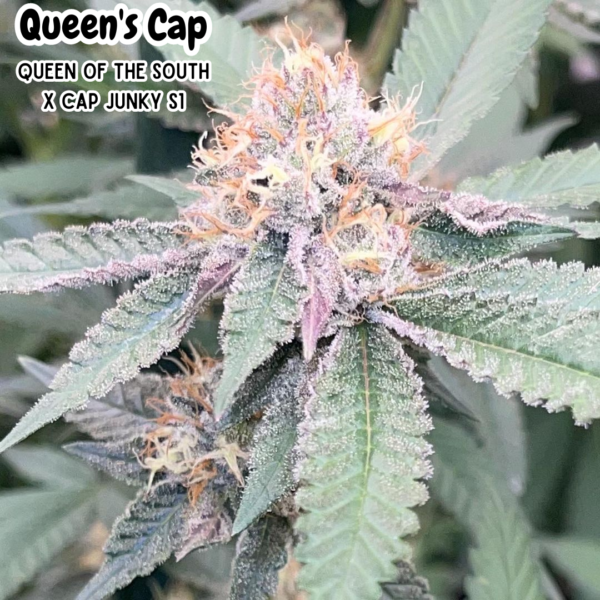 Queens Cap (THC TRIBE)