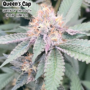 Queens Cap (THC TRIBE)