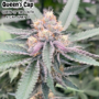 Queens Cap (THC TRIBE)