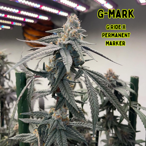 G-Mark (THC TRIBE)