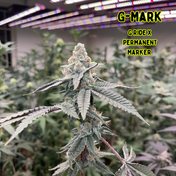 G-Mark (THC TRIBE)