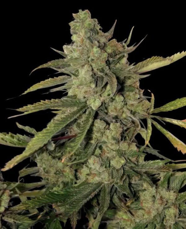 Jomanji Cheese *New*