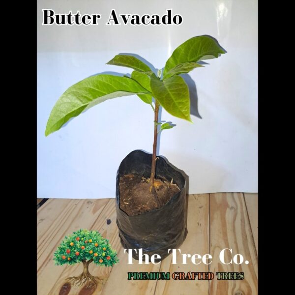 Butter Avacado