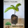 Butter Avacado