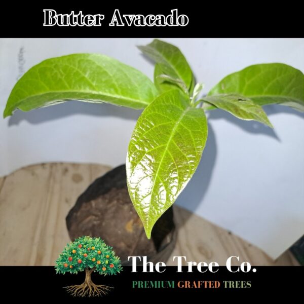 Butter Avacado