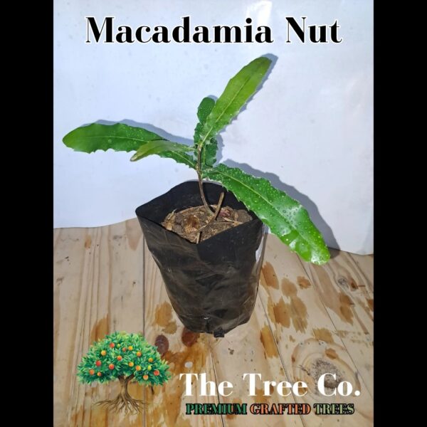 Macadamia Nut