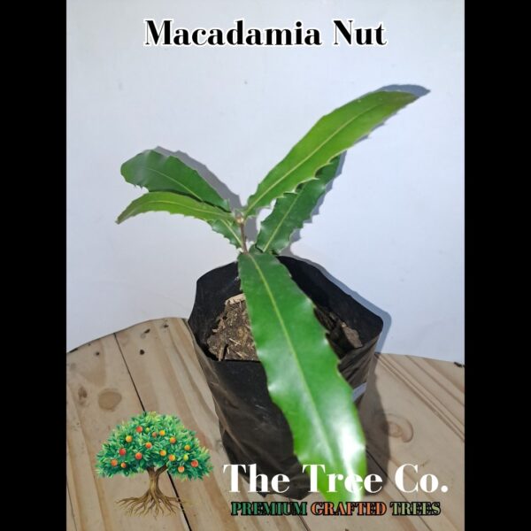 Macadamia Nut