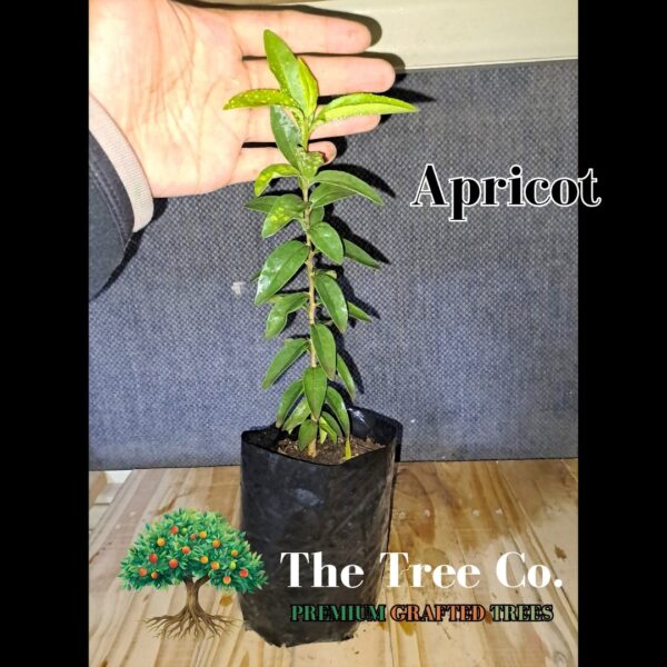 Apricot